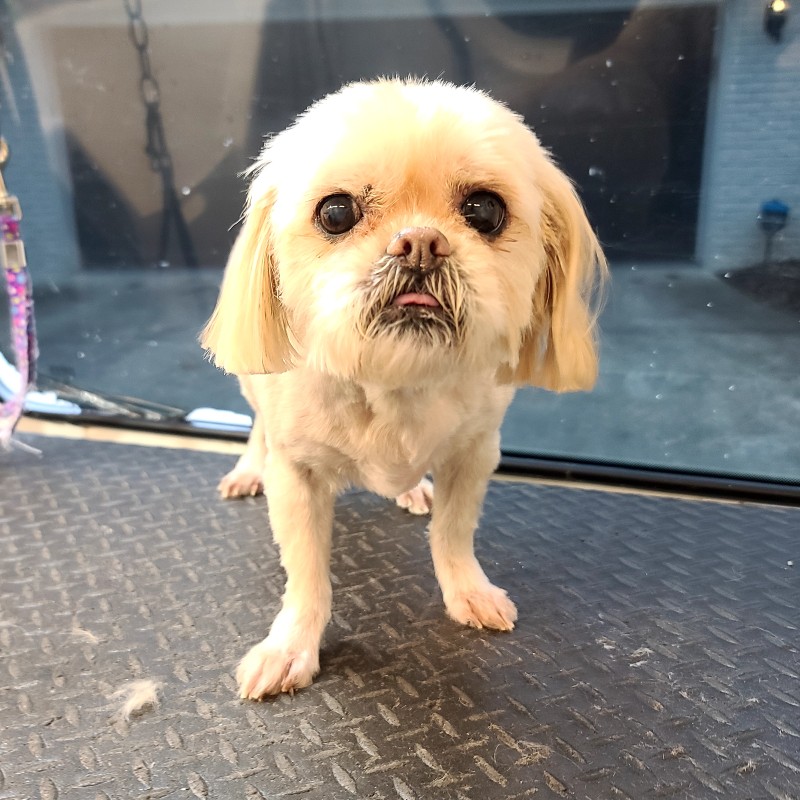 mobile pet grooming
